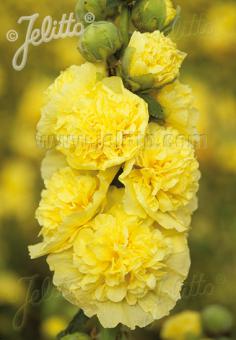 ALCEA rosea plena Chaters-Series 'Chaters yellow' Portion(s)