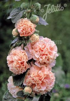 ALCEA rosea plena Chaters-Series 'Chaters salmon pink' Portion(s)