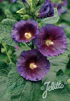 ALCEA Rosea-Hybr. Spotlight Serie 'Purple Rain' Portion(en)