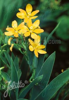 BELAMCANDA flabellata  'Hello Yellow' Portion(en)