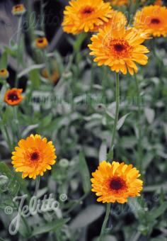 CALENDULA officinalis   Gram