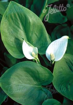 CALLA palustris   Portion(en)