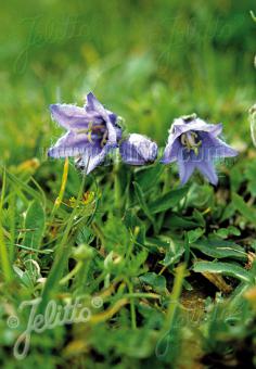 CAMPANULA alpestris   Portion(s)