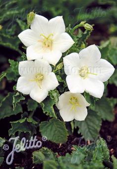 CAMPANULA carpatica  'Pearl White' Portion(en)