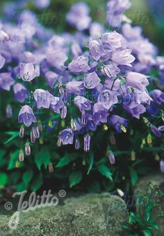 CAMPANULA cochleariifolia  'Bavaria Blue' Portion(en)