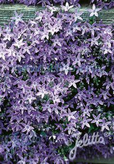 CAMPANULA garganica   Portion(s)