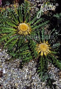 CARLINA acanthifolia   Portion(en)