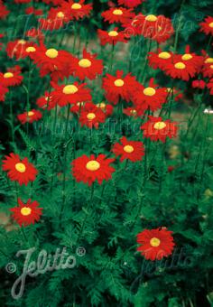 TANACETUM coccineum  'Robinson Red' Portion(s)