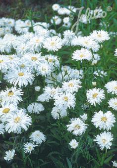 LEUCANTHEMUM x superbum fl. pl.  'Snowdrift' Portion(s)