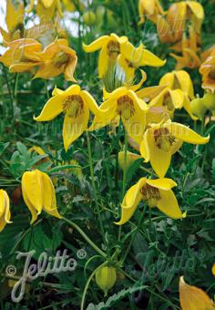 CLEMATIS tangutica   Portion(s)