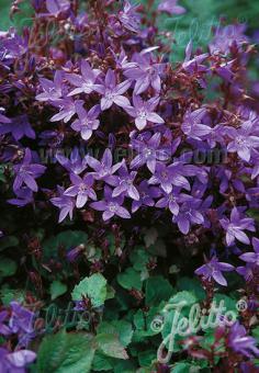 CAMPANULA poscharskyana   Korn