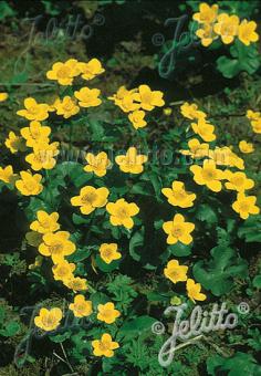 CALTHA palustris   Portion(s)