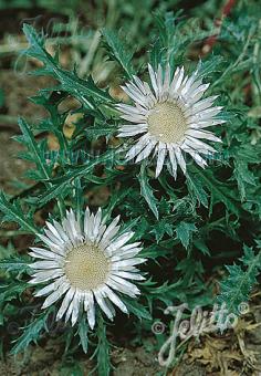 CARLINA acaulis ssp. caulescens   Portion(en)