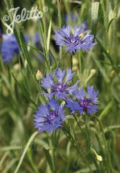 CENTAUREA cyanus  wild form Portion(s)