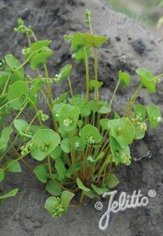 CLAYTONIA perfoliata   Portion(s)