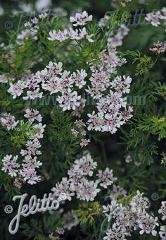 CORIANDRUM sativum  'Typ Dwarf Lemon' Portion(en)