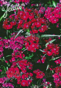 DIANTHUS barbatus  'Oeschberg' Portion(s)