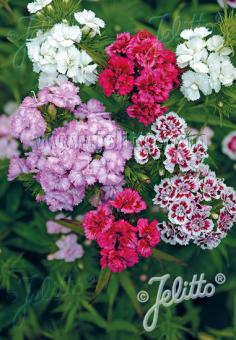 DIANTHUS barbatus fl. pl.  'Super Duplex Mischung' Portion(en)