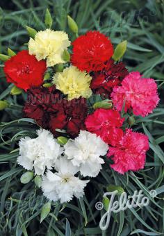 DIANTHUS caryophyllus fl. pl. Grenadin-Serie 'Grenadin Mischung' Portion(en)