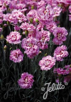 DIANTHUS plumarius fl. pl. Nanus  'Pink Tones' Portion(s)