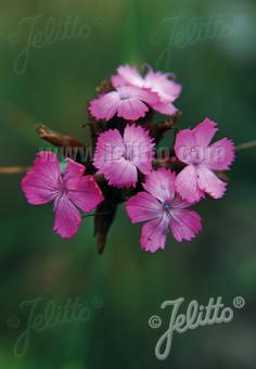 DIANTHUS pontederae   Portion(en)