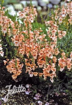 DIASCIA barbarae  'Pink Queen' Portion(en)