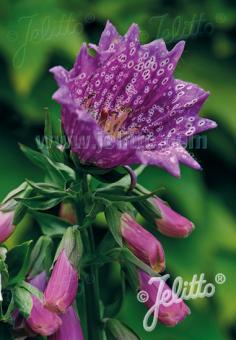 DIGITALIS purpurea  'Monstrosa Purple' Portion(s)