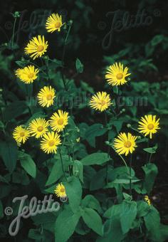 DORONICUM pardalianches   Portion(s)