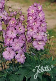 DELPHINIUM Elatum F1-Hybr. New Millennium Serie 'Pink Princess' Portion(en)