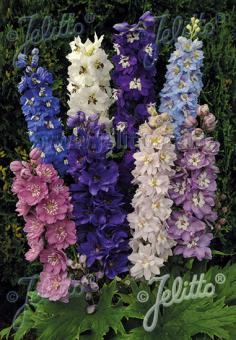 DELPHINIUM Pacific-Hybr. Magic Fountains-Series 'Magic Fountains Mixture' Portion(s)