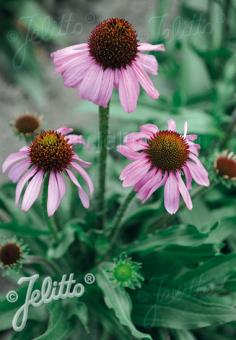 ECHINACEA angustifolia   Portion(en)