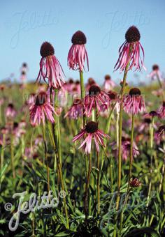 ECHINACEA pallida   Portion(en)