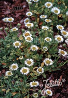 ERIGERON glaucus  'Albus' Portion(en)