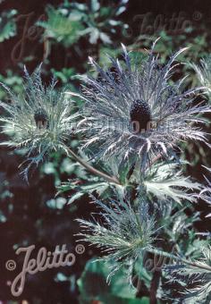 ERYNGIUM alpinum  'Superbum' Portion(en)