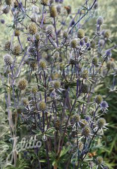 ERYNGIUM planum   Portion(s)