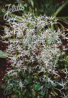 ERYNGIUM variifolium   Portion(en)