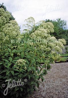 EUPATORIUM purpureum var. angustifolium f. albidum  'Ivory Towers' Portion(s)