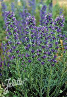 ECHIUM vulgare   Portion(s)