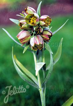 FRITILLARIA pontica   Portion(en)