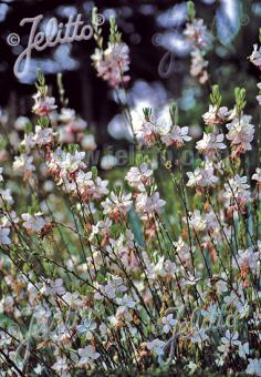 GAURA lindheimeri  'Summer Breeze' Portion(en)