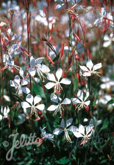 GAURA lindheimeri   Portion(en)