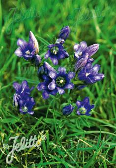 GENTIANA pneumonanthe   Gramm