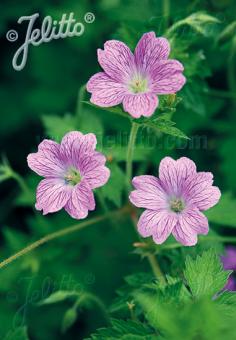 GERANIUM endressii   Portion(en)