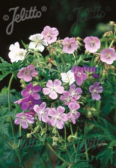 GERANIUM pratense  'Painter's Palette' Portion(en)