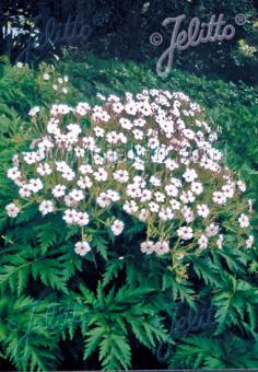 GERANIUM maderense  'Guernsey White' Portion(en)