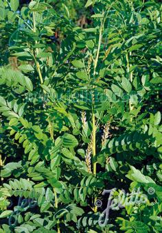 GLYCYRRHIZA glabra   Portion(en)