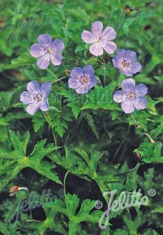 GERANIUM wallichianum  'Buxton's Variety' Seeds