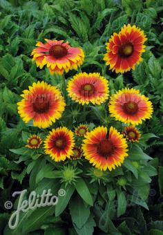 GAILLARDIA aristata  'Granada'(TM) Portion(s)