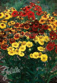 HELENIUM autumnale  'Rotgold-Hybr.' Portion(s)
