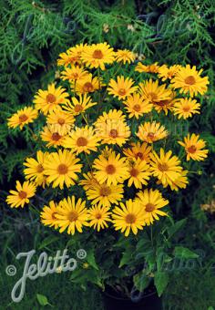 HELIOPSIS helianthoides var. scabra  'Prima Ballerina' Portion(en)